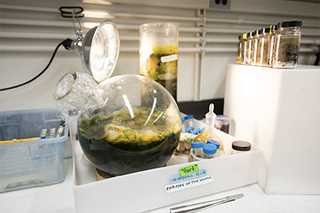 Glass lab equipment containing a green growing substance